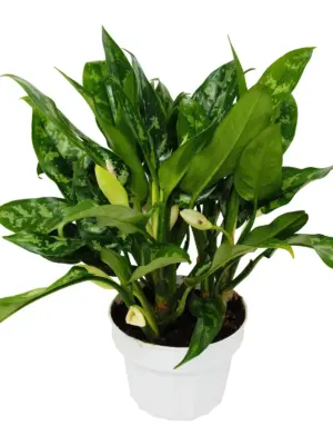 Chinese Evergreen 'Maria' — additional view