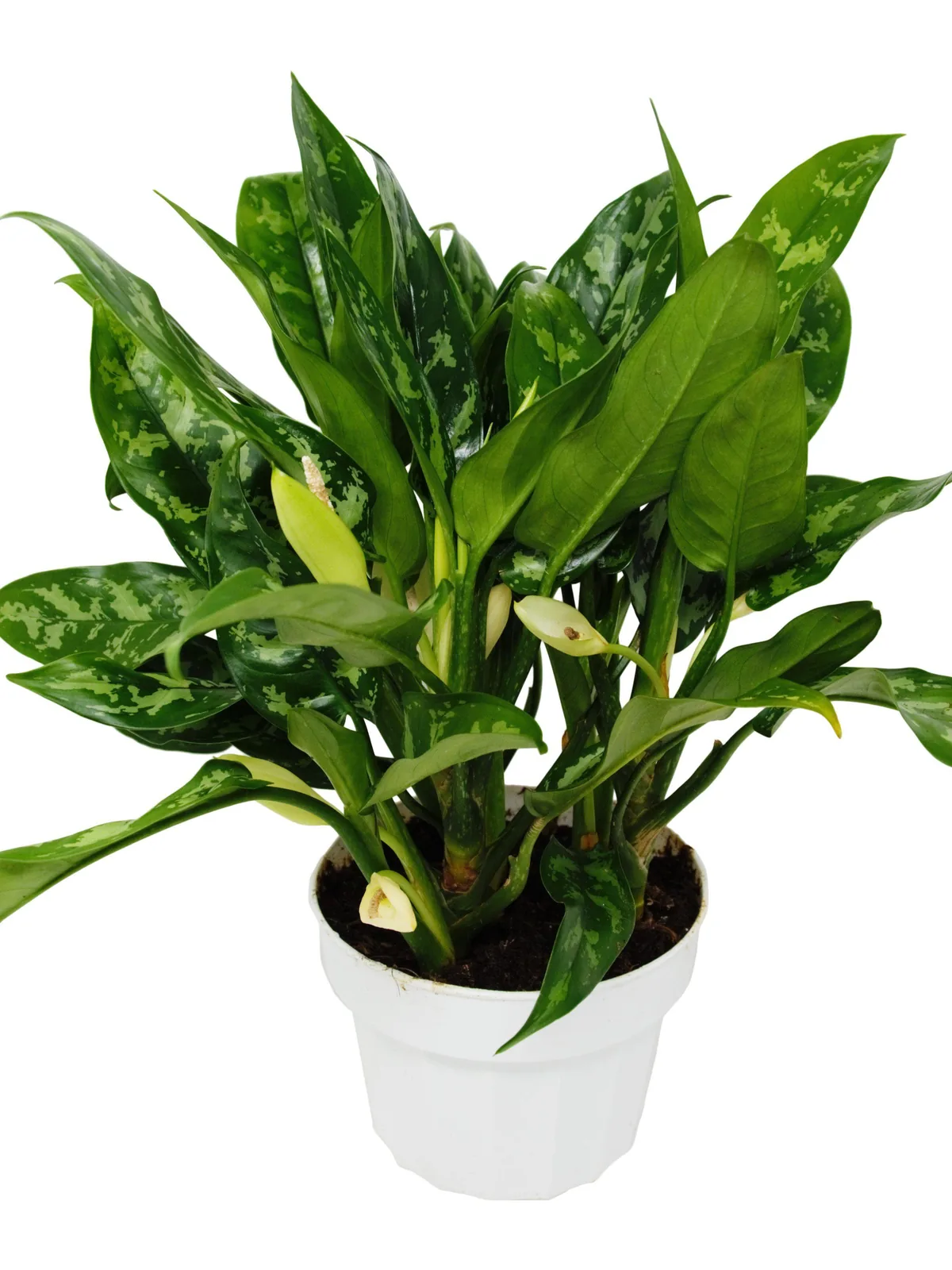 Chinese Evergreen 