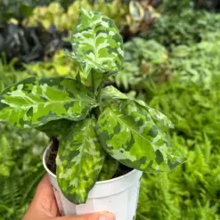 Chinese Evergreen Pictum Tricolor — additional view