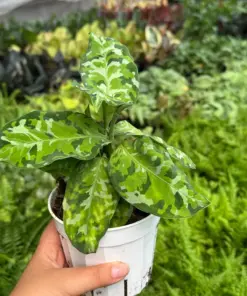 Chinese Evergreen Pictum Tricolor — additional view