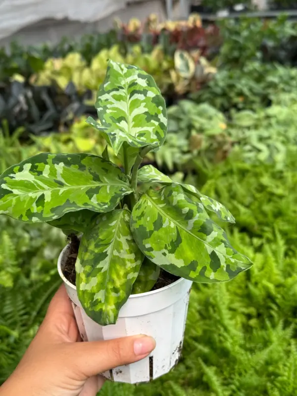 Chinese Evergreen Pictum Tricolor — additional view