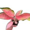 Chinese Evergreen 'Pink Pearl' houseplant