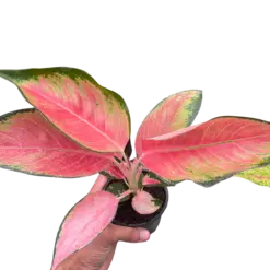 Chinese Evergreen 'Pink Pearl' houseplant