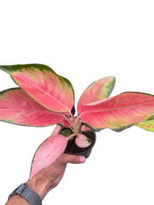 Chinese Evergreen 'Pink Pearl' houseplant