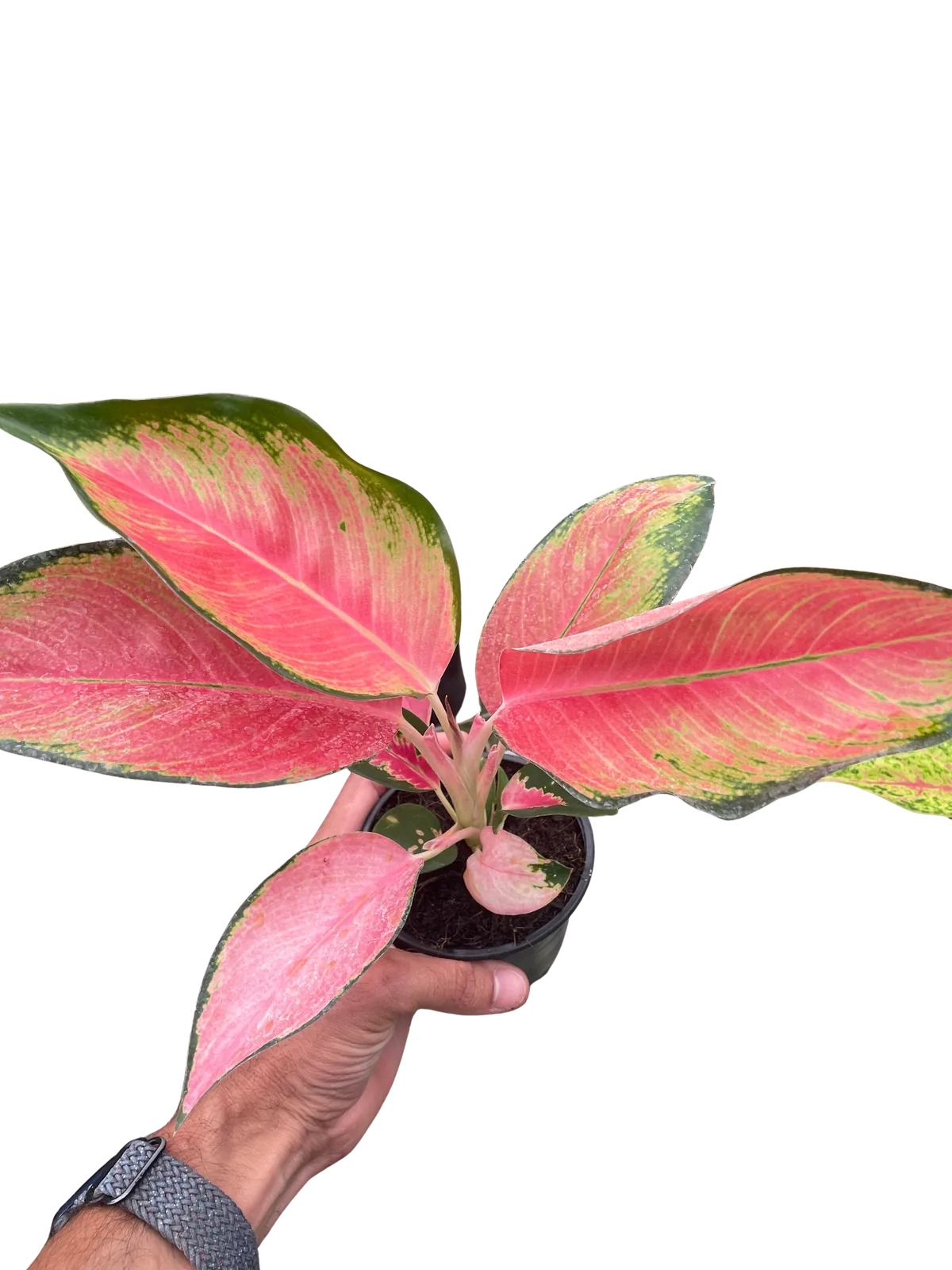 Chinese Evergreen 