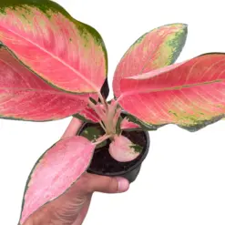 Chinese Evergreen 'Pink Pearl' — square crop