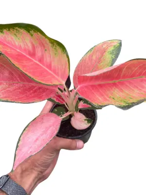 Chinese Evergreen 'Pink Pearl' — square crop
