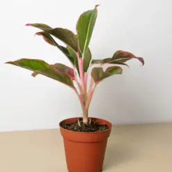 Chinese Evergreen 'Red Siam' houseplant
