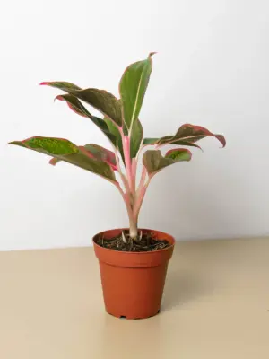 Chinese Evergreen 'Red Siam' houseplant