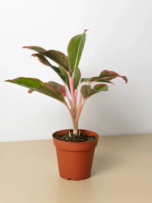 Chinese Evergreen 'Red Siam' houseplant
