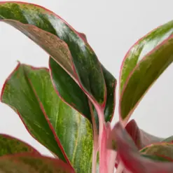 Chinese Evergreen 'Red Siam' — additional view
