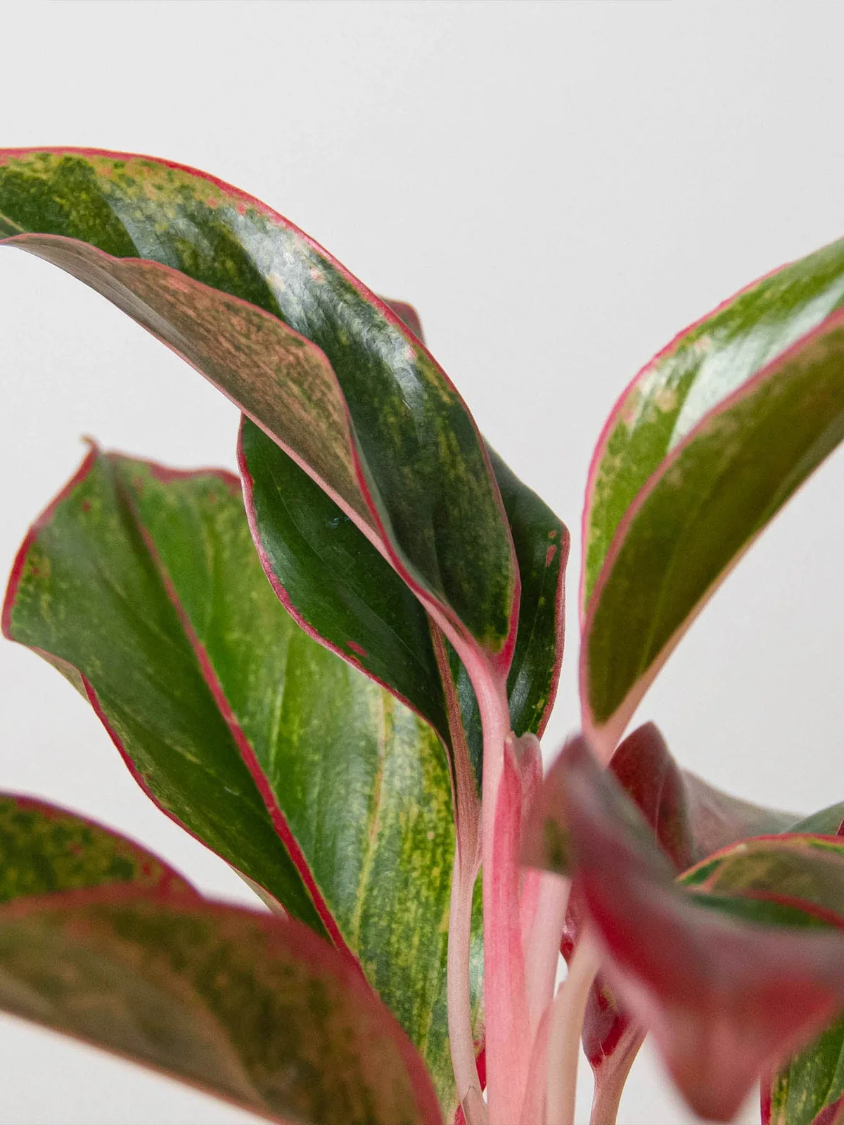 Chinese Evergreen 