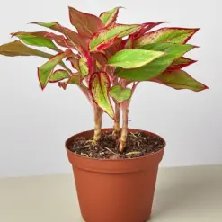 Chinese Evergreen 'Red Siam' — additional view