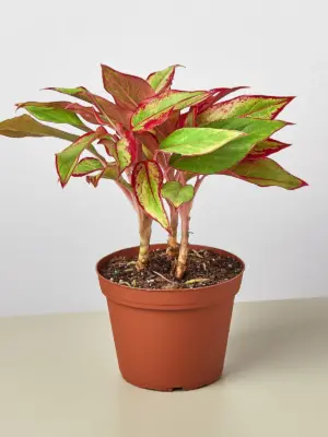 Chinese Evergreen 'Red Siam' — additional view