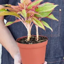 Chinese Evergreen 'Red Siam' — additional view