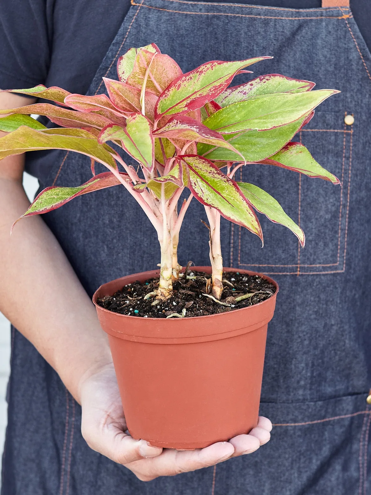 Chinese Evergreen 