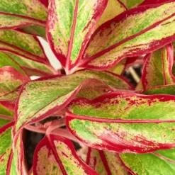 Chinese Evergreen 'Red Siam' — additional view