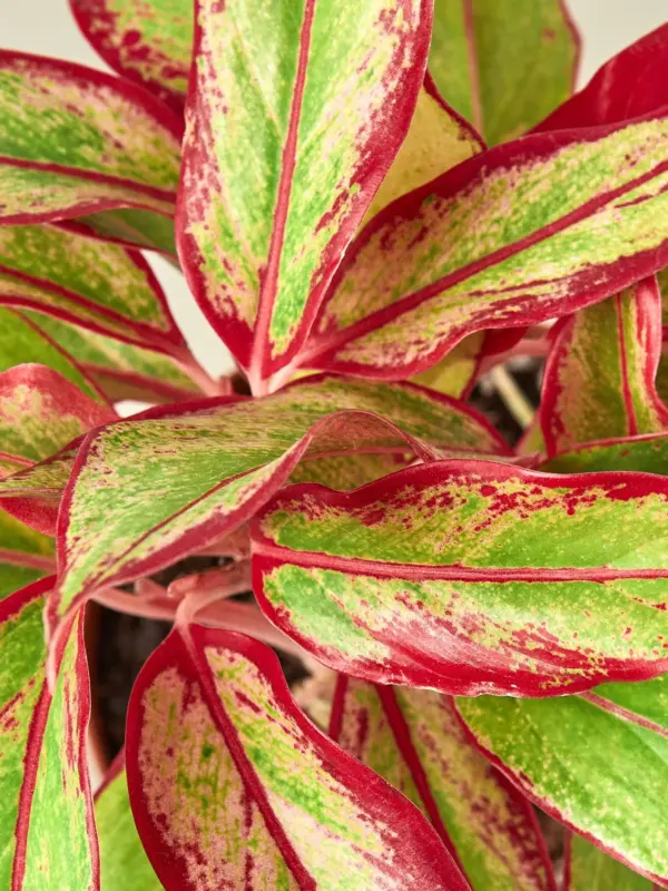 Chinese Evergreen 'Red Siam' — additional view
