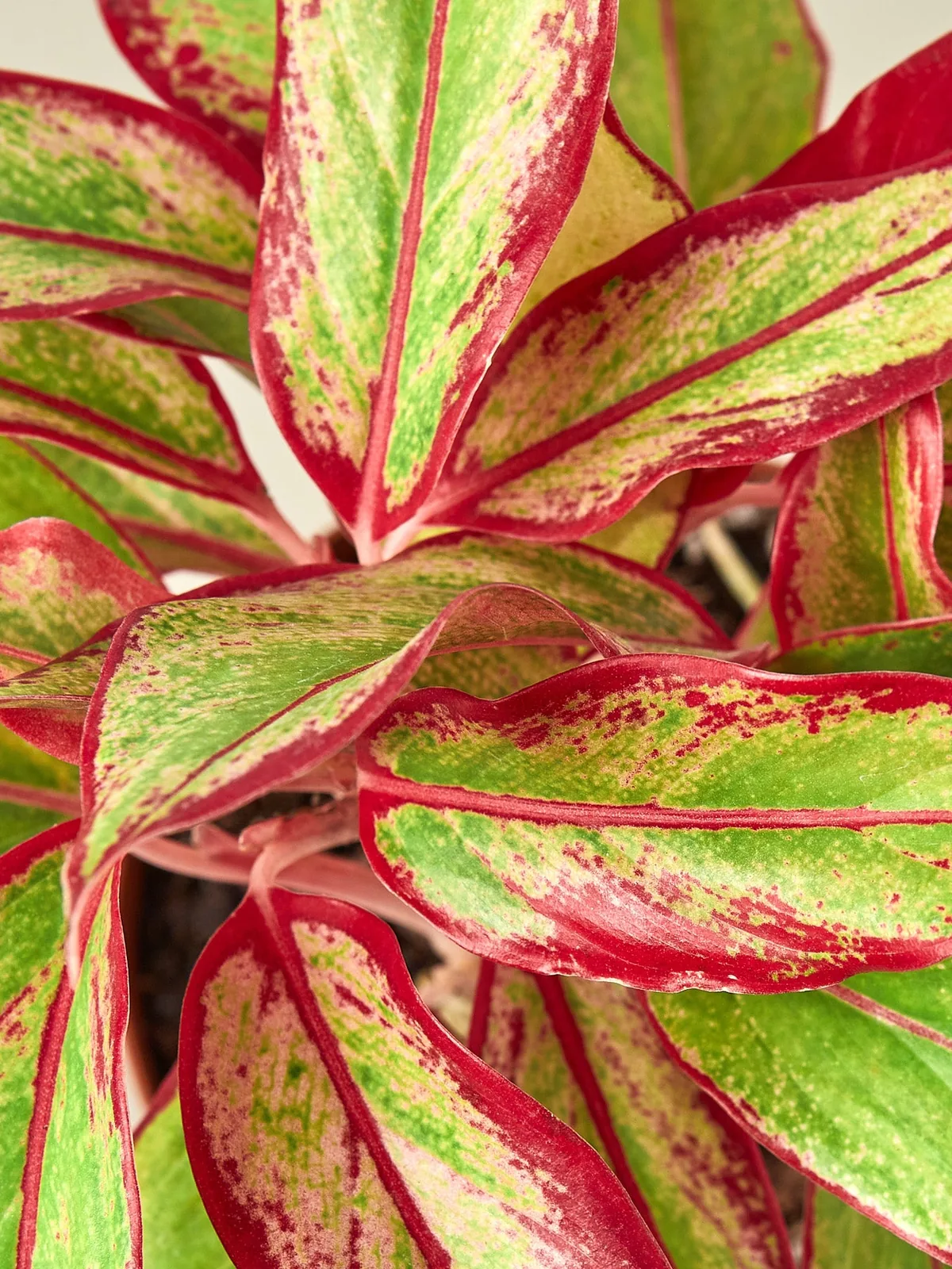 Chinese Evergreen 