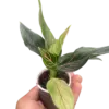 Chinese Evergreen 'Red Vein' houseplant
