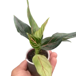 Chinese Evergreen 'Red Vein' houseplant