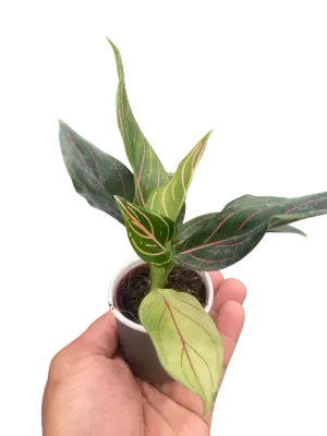 Chinese Evergreen 'Red Vein' houseplant