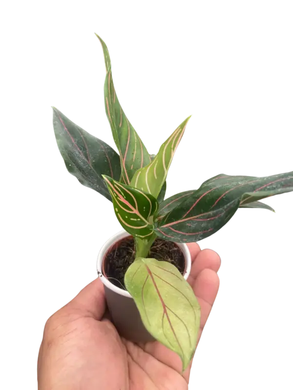 Chinese Evergreen 'Red Vein' houseplant