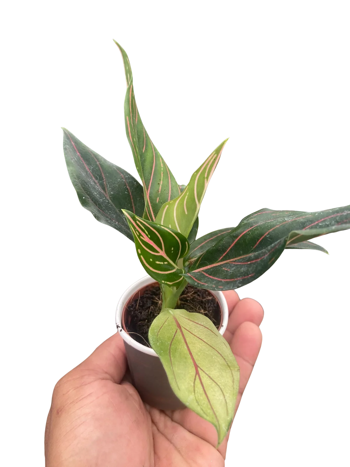 Chinese Evergreen 