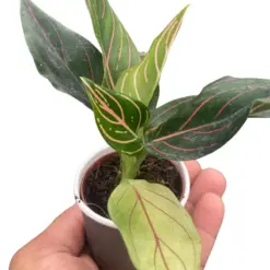 Chinese Evergreen 'Red Vein' — square crop