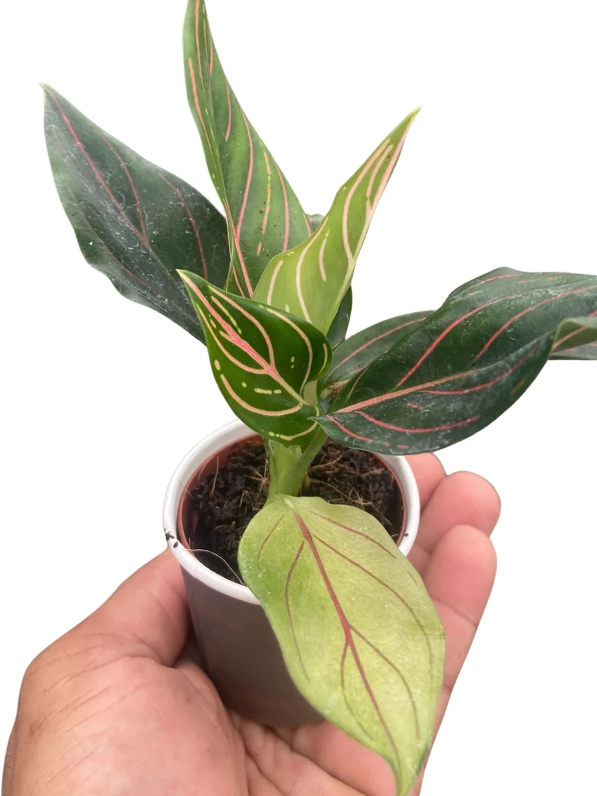 Chinese Evergreen 