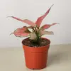 Chinese Evergreen 'Rich Red' houseplant