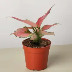 Chinese Evergreen 'Rich Red' houseplant
