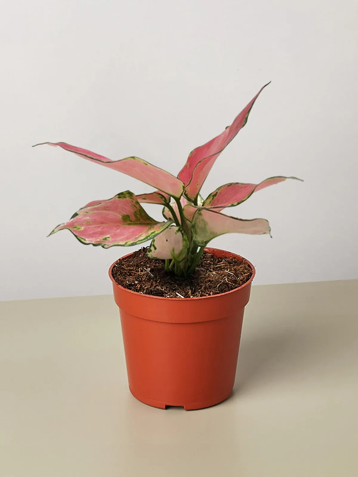 Chinese Evergreen 