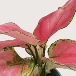 Chinese Evergreen 'Rich Red' — additional view