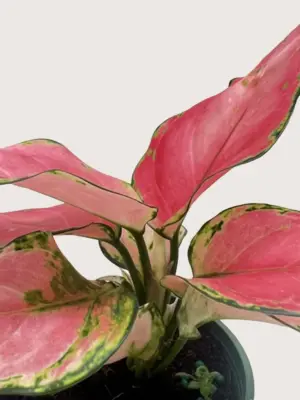 Chinese Evergreen 'Rich Red' — additional view