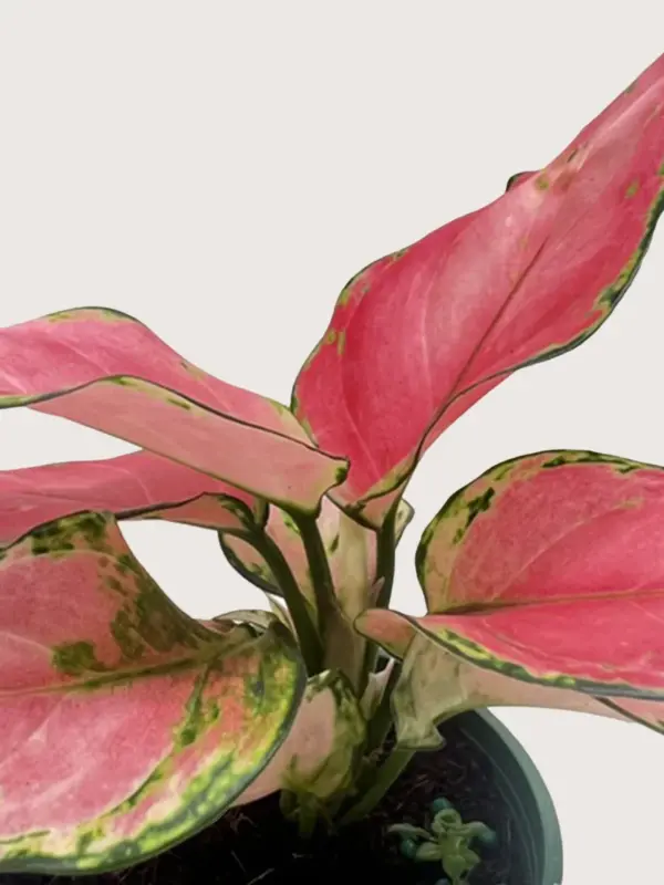 Chinese Evergreen 'Rich Red' — additional view