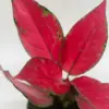 Chinese Evergreen 'Ruby Garuda' houseplant
