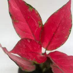 Chinese Evergreen 'Ruby Garuda' houseplant