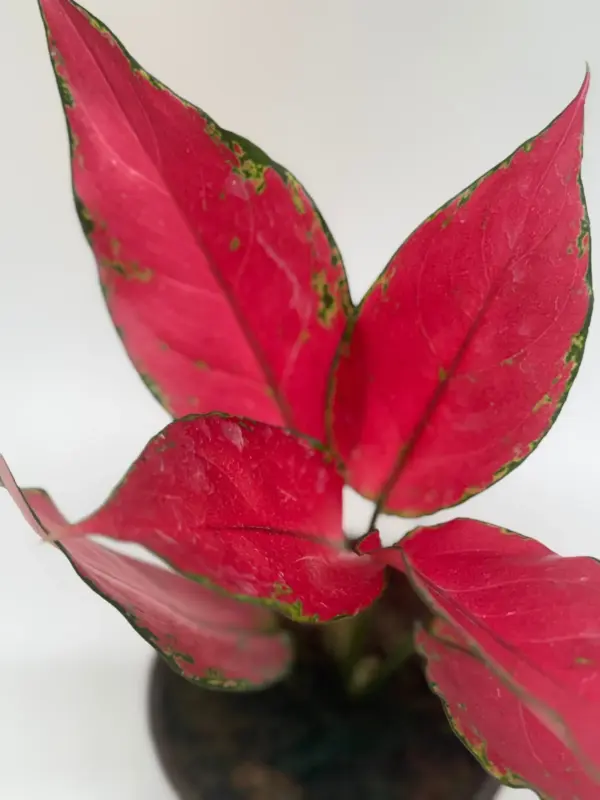Chinese Evergreen 'Ruby Garuda' houseplant