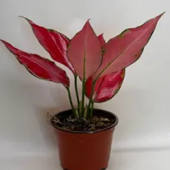 Chinese Evergreen 'Ruby Garuda' — additional view