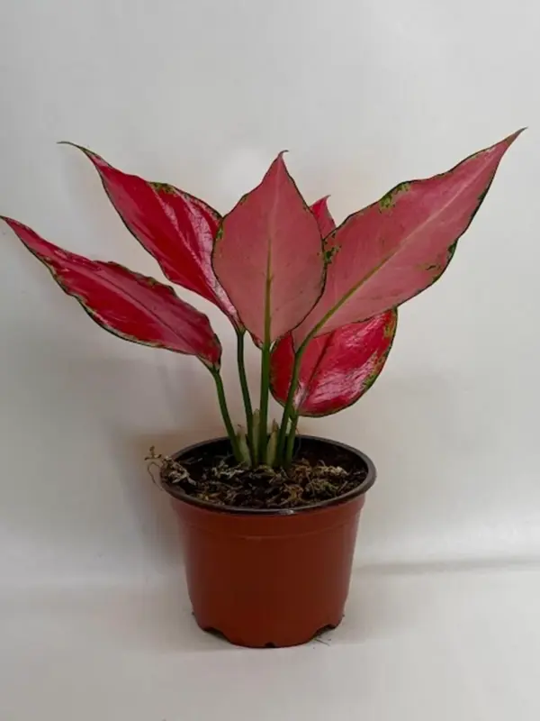 Chinese Evergreen 'Ruby Garuda' — additional view