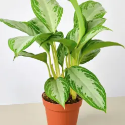 Chinese Evergreen 'Silver Bay' houseplant