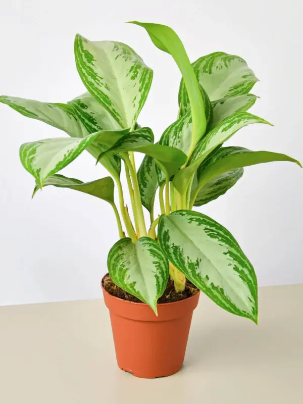 Chinese Evergreen 'Silver Bay' houseplant