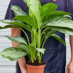 Chinese Evergreen 'Silver Bay' — held in hand for size reference