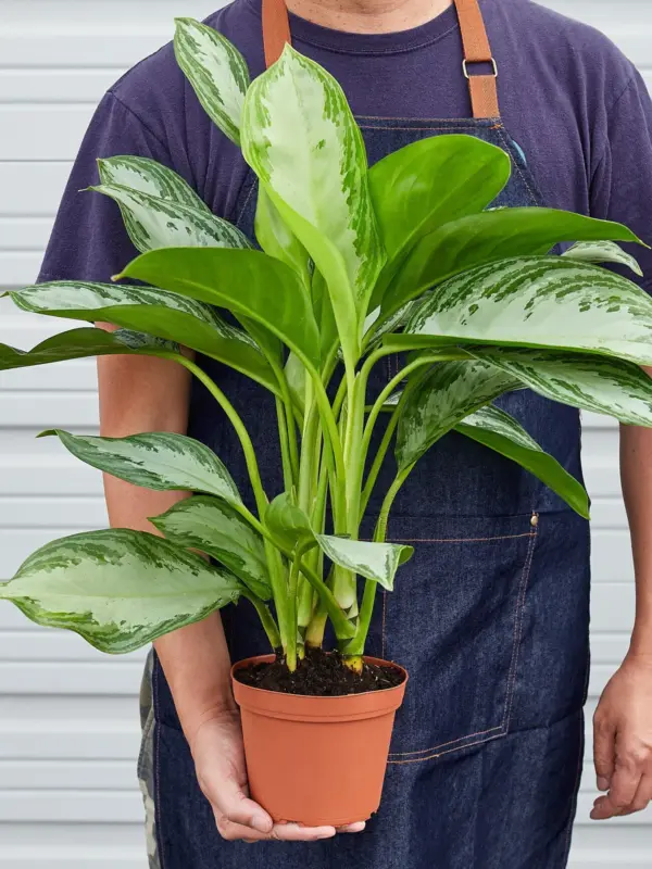 Chinese Evergreen 'Silver Bay' — held in hand for size reference