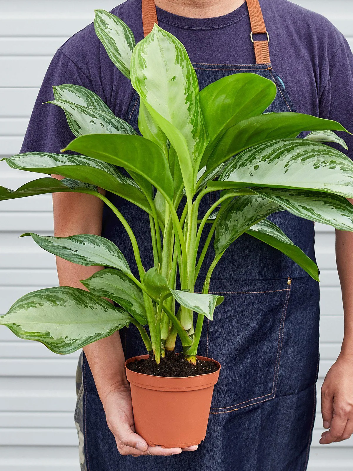 Chinese Evergreen 