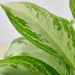 Chinese Evergreen 'Silver Bay' — additional view