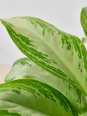 Chinese Evergreen 'Silver Bay' — additional view