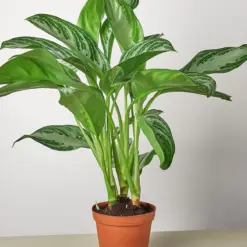 Chinese Evergreen 'Silver Bay' — additional view