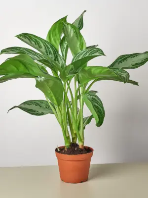 Chinese Evergreen 'Silver Bay' — additional view